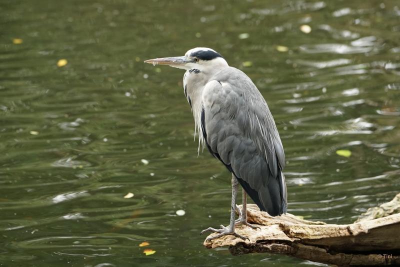 bdFoto 18.JPG - Artis en de hortus botanicus